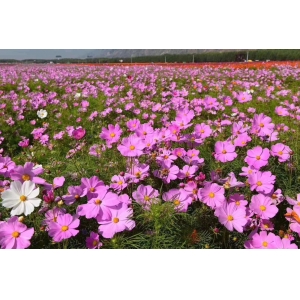 盛開(kāi)的格?；?></div>
                  <div   id=