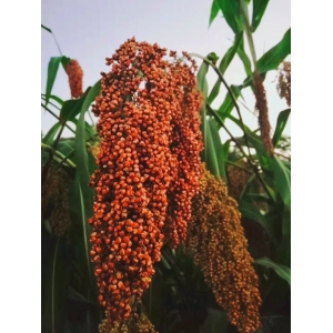 菽、粟、黍、稻、稷到底是什么？