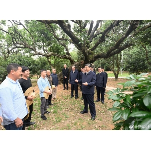 習近平：農村特色產業(yè)前景廣闊